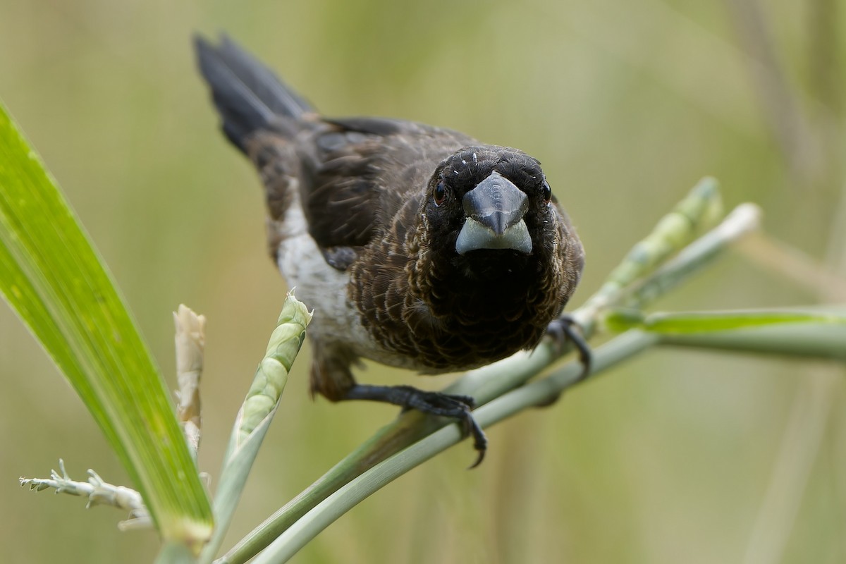 White-rumped Munia - ML646628897