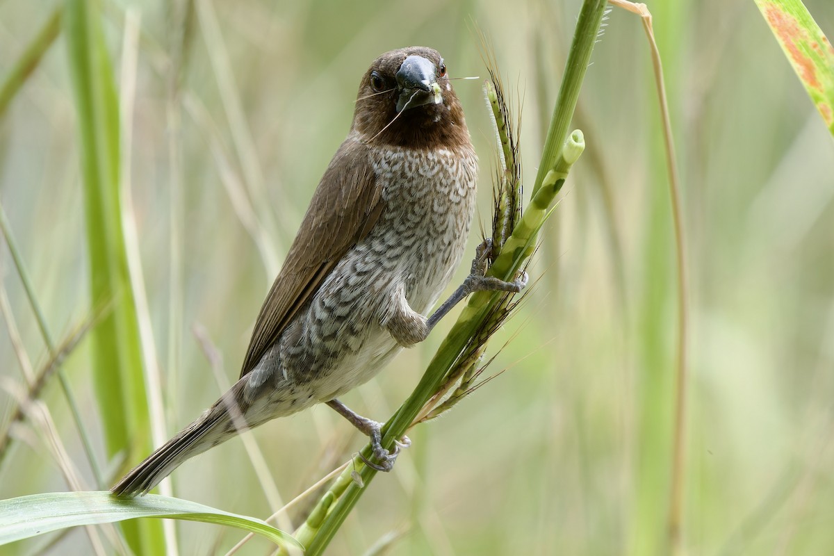 Scaly-breasted Munia (Scaled) - ML646628899