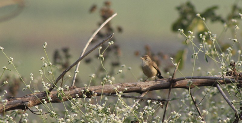 Paddyfield Warbler - ML646628900