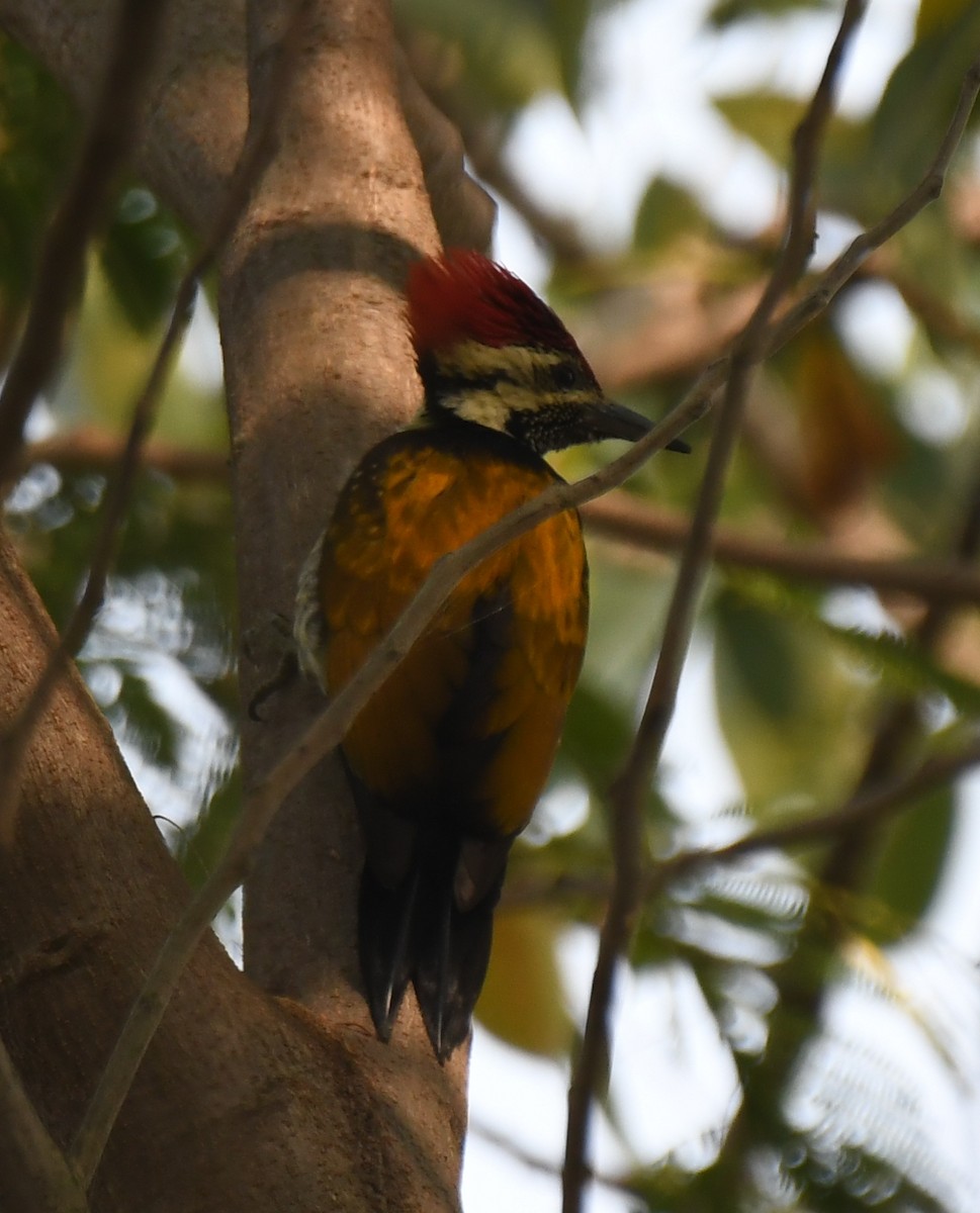 Black-rumped Flameback - ML646628908