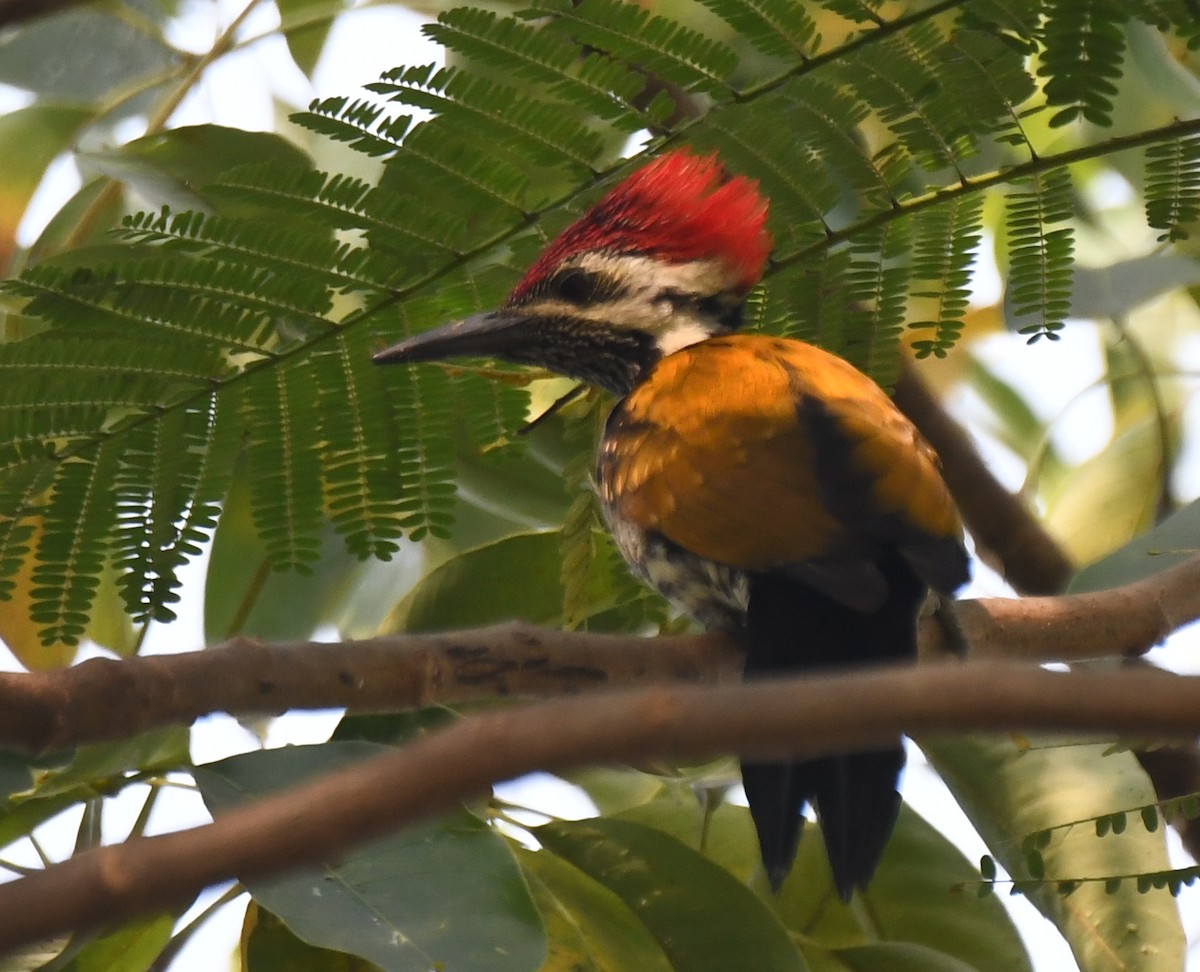 Black-rumped Flameback - ML646628909