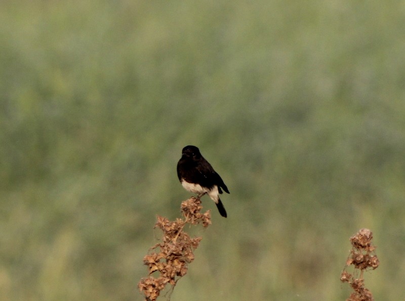 Pied Bushchat - ML646628910