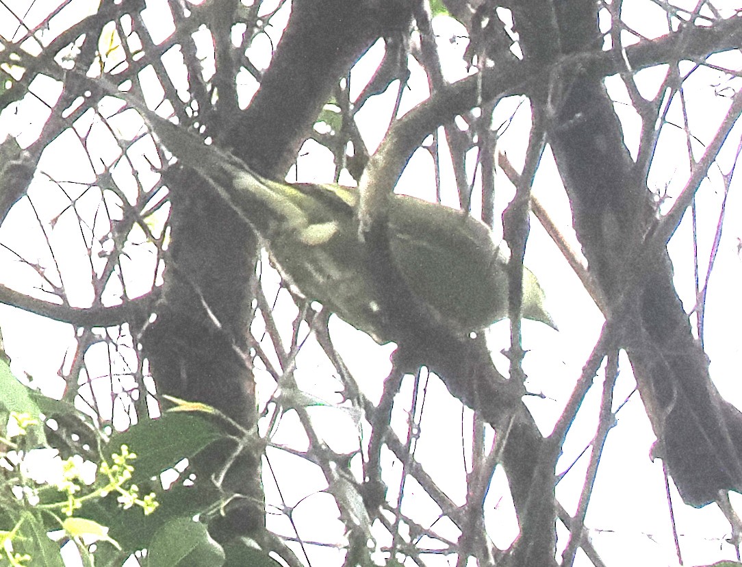 Pin-tailed Green-Pigeon - ML646628918