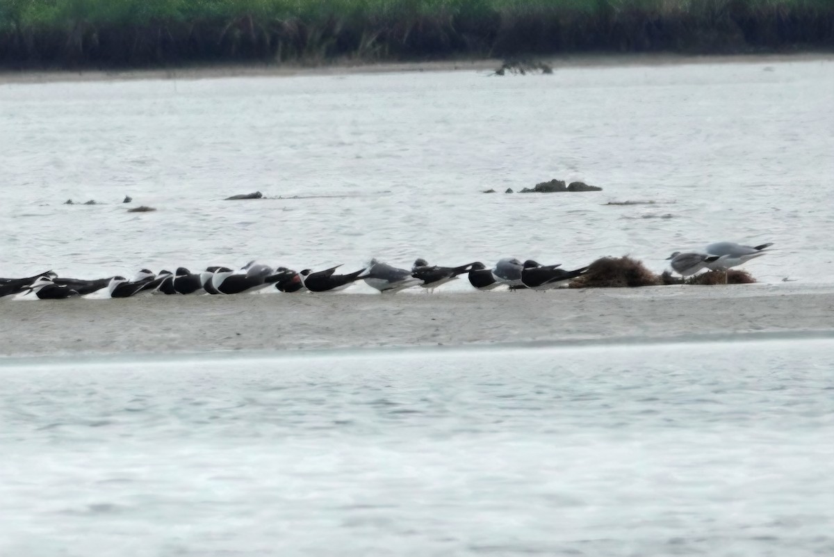 American Herring Gull - ML646628920