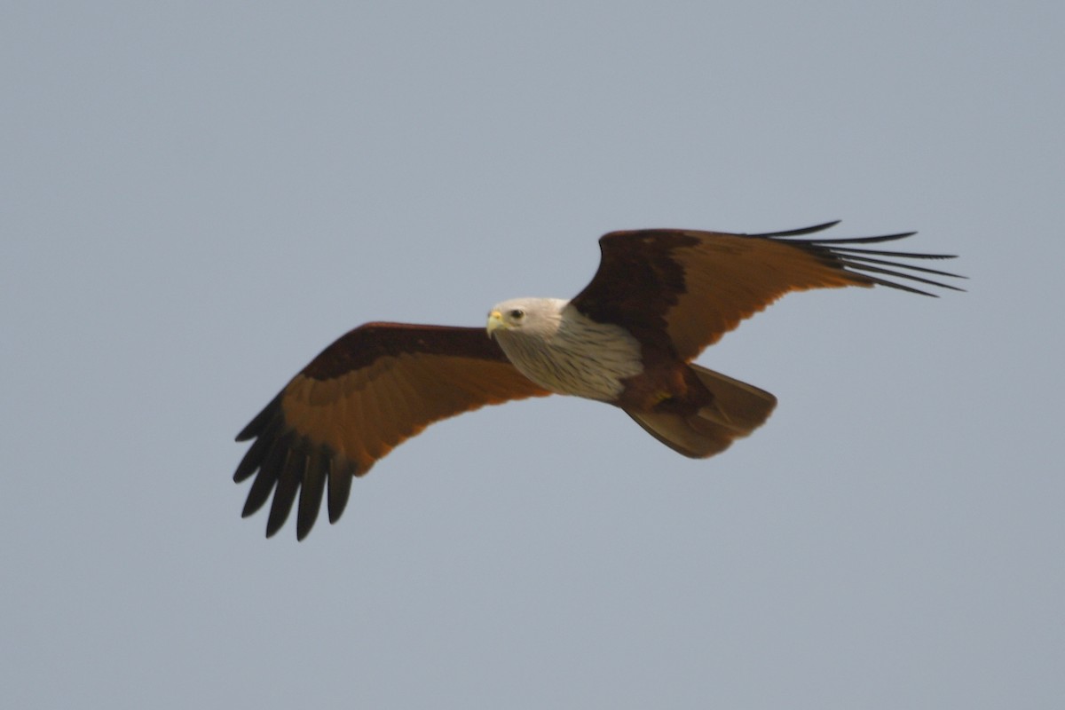 Brahminy Kite - ML646628921