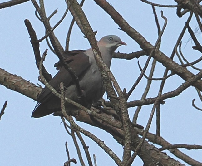 Mountain Imperial-Pigeon - ML646628922