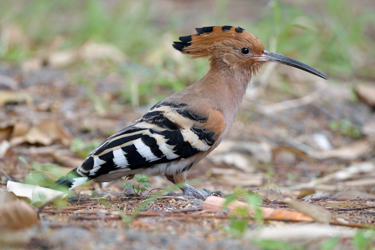 Common Hoopoe (Eurasian) - ML646628927