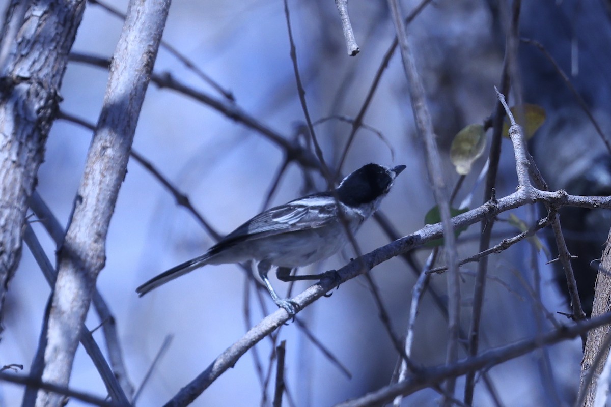 Black-backed Puffback - ML646628946