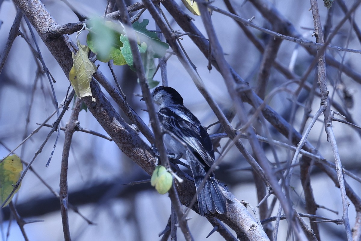 Black-backed Puffback - ML646628947