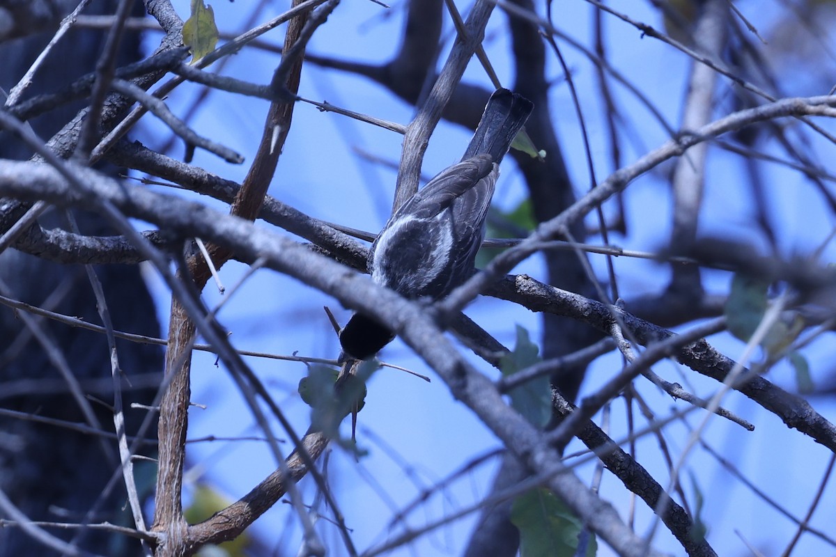 Black-backed Puffback - ML646628948