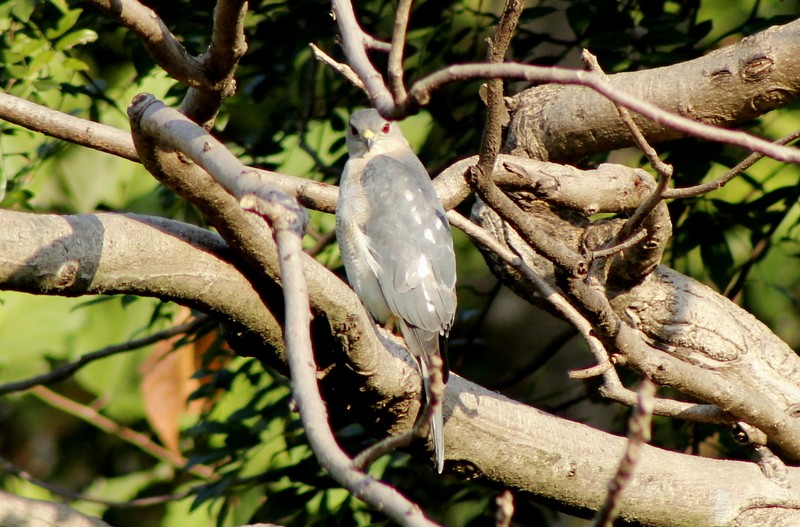 Shikra - ML646628952