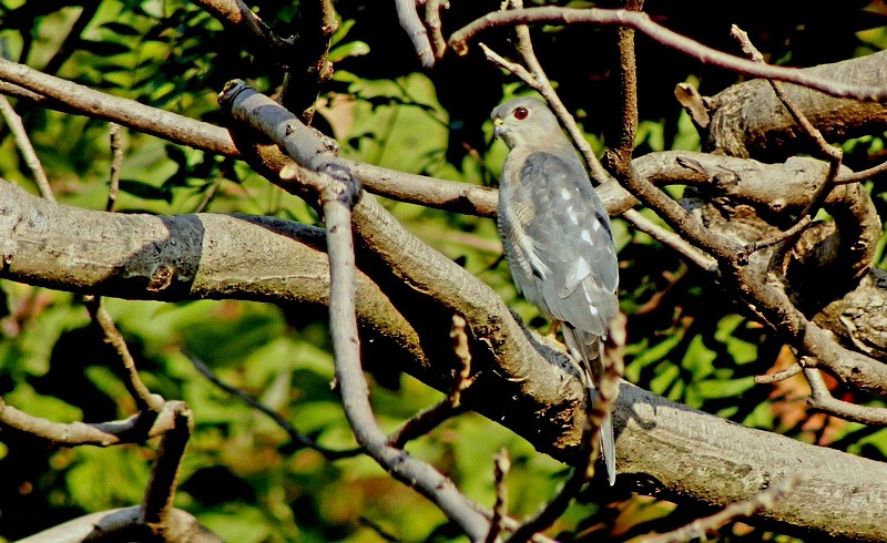 Shikra - ML646628953