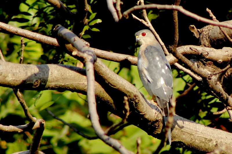 Shikra - ML646628954