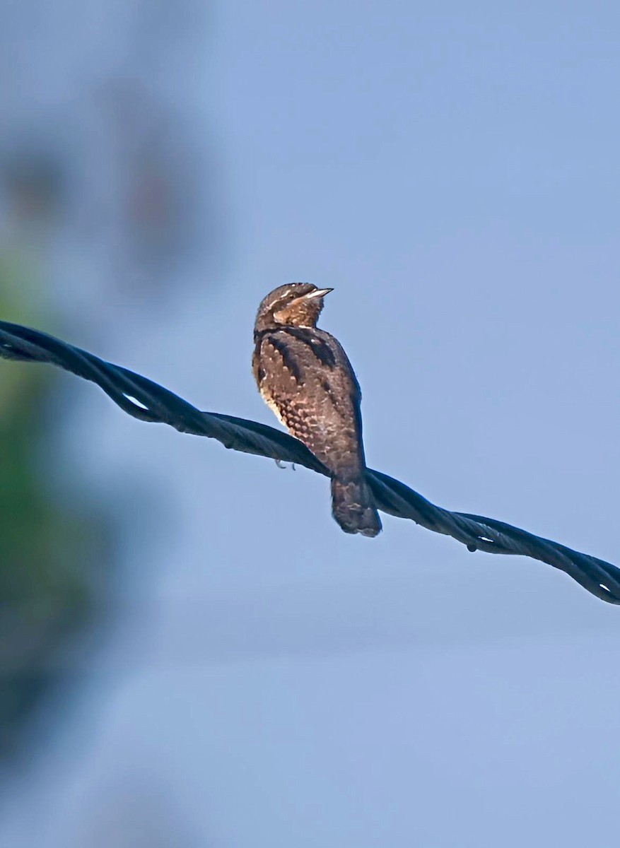 Eurasian Wryneck - ML646628959