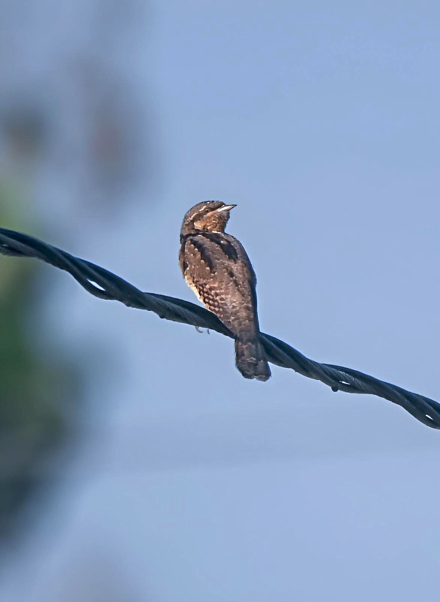 Eurasian Wryneck - ML646628960