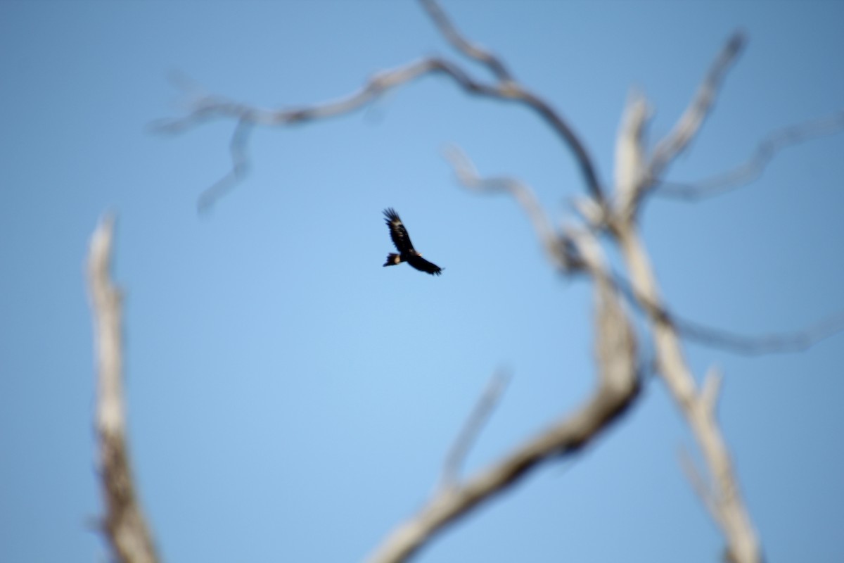 Wedge-tailed Eagle - ML646628964