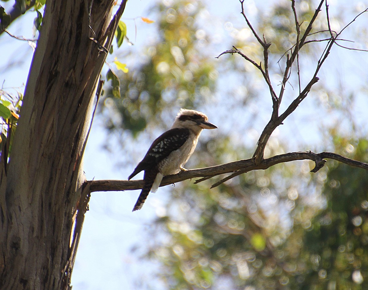 Laughing Kookaburra - ML646628966