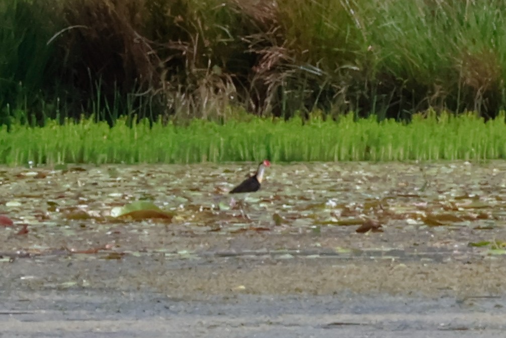 Comb-crested Jacana - ML646628967