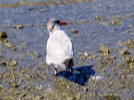 Caspian Tern - ML646628972