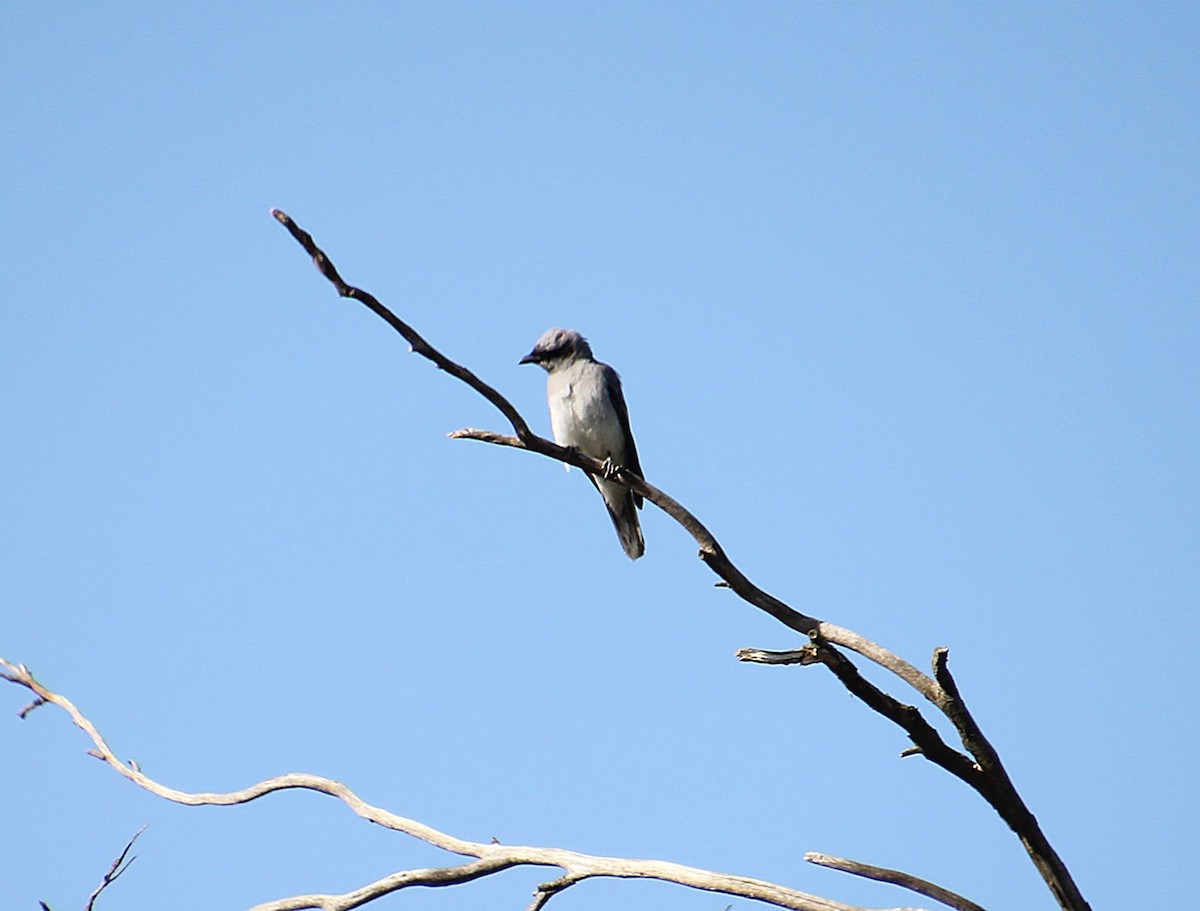 Black-faced Cuckooshrike - ML646628973