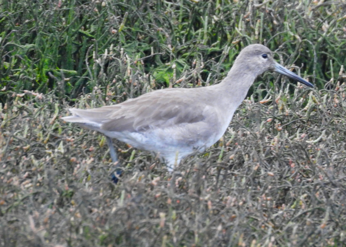 Willet - ML646628974