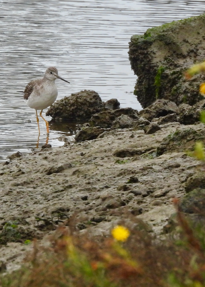 Greater Yellowlegs - ML646628975