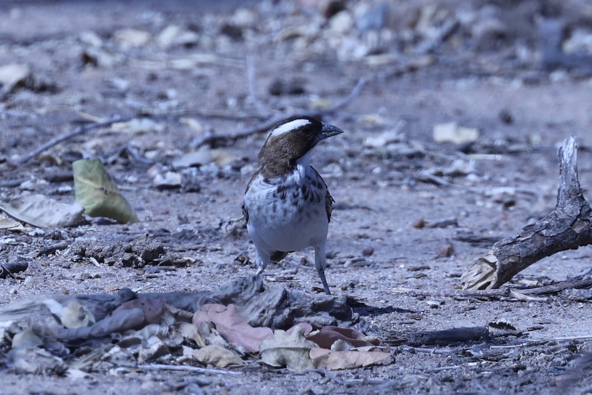 White-browed Sparrow-Weaver - ML646628976