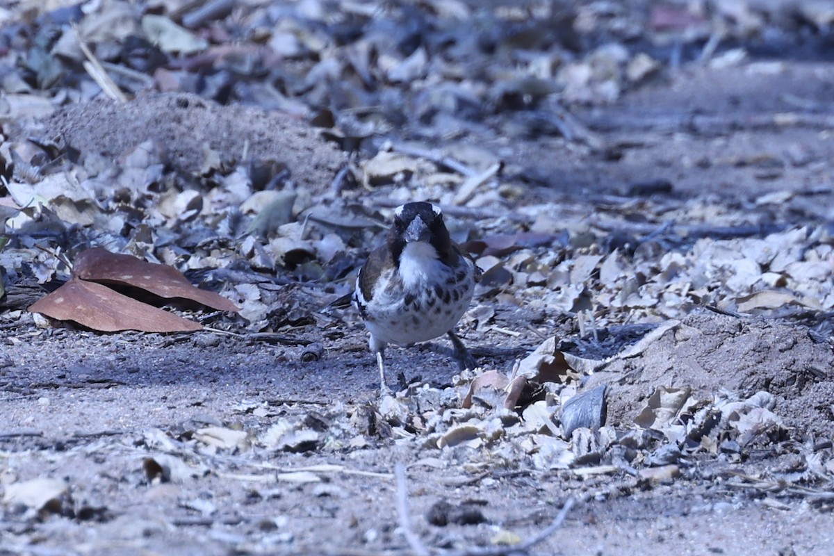 White-browed Sparrow-Weaver - ML646628977