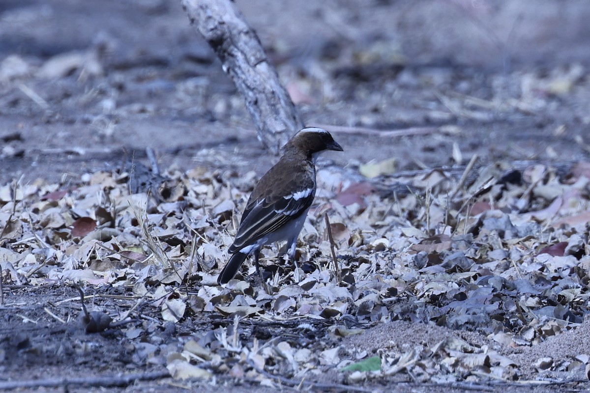 White-browed Sparrow-Weaver - ML646628978