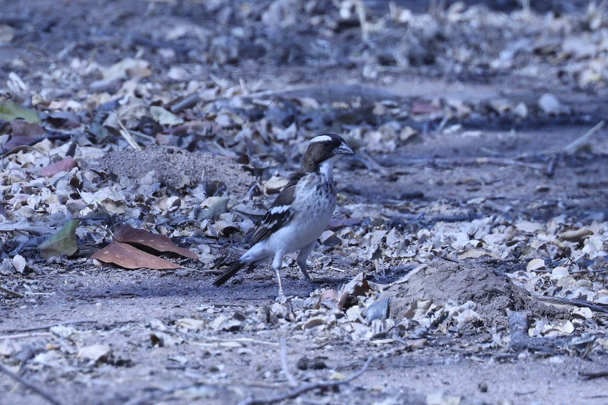 White-browed Sparrow-Weaver - ML646628979