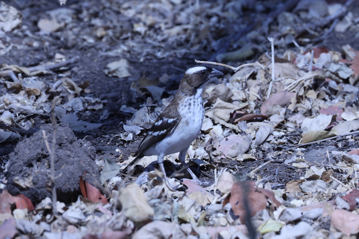 White-browed Sparrow-Weaver - ML646628980