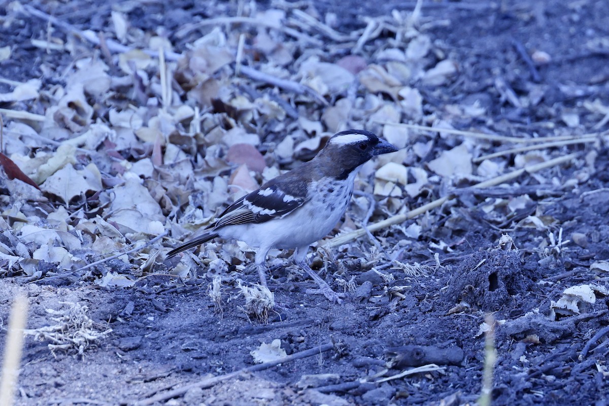 White-browed Sparrow-Weaver - ML646628981