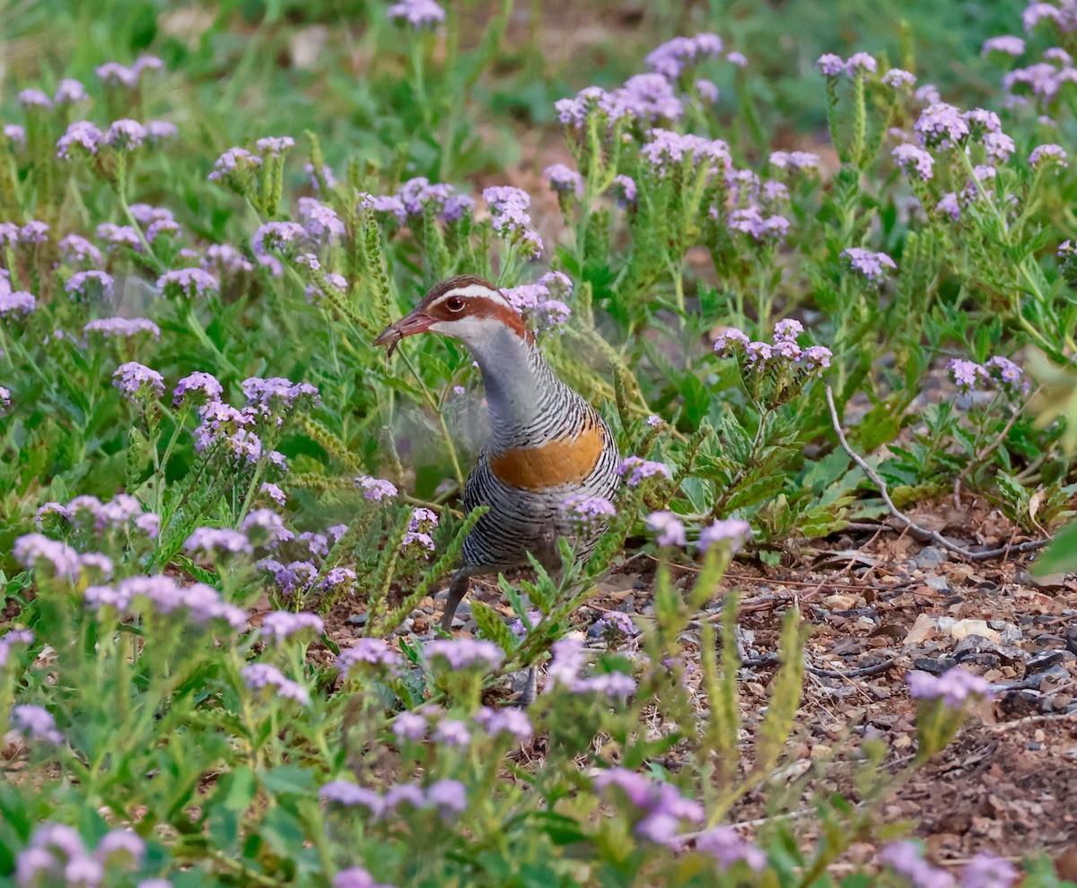 Buff-banded Rail - ML646628983