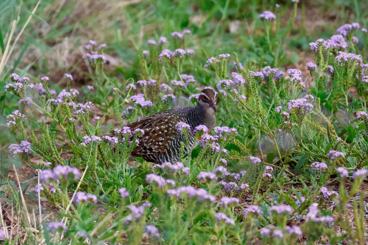 Buff-banded Rail - ML646628984