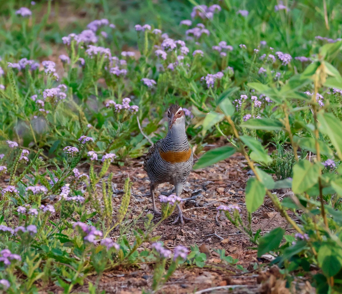 Buff-banded Rail - ML646628985