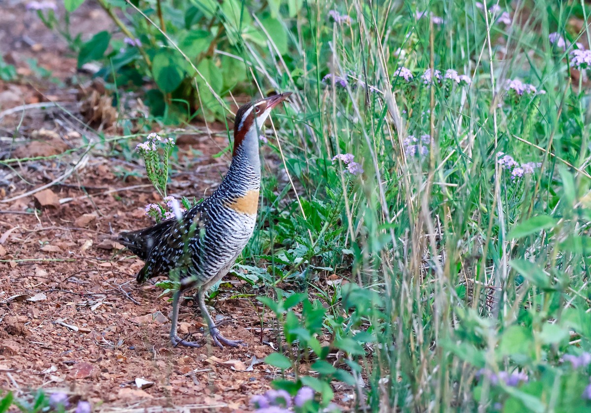 Buff-banded Rail - ML646628986