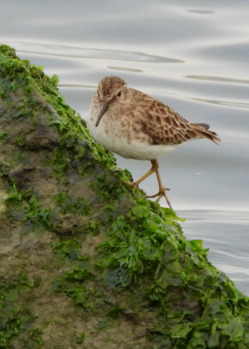 Least Sandpiper - ML646628987