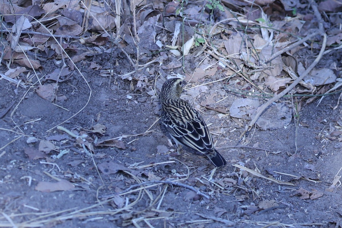 Black-winged Bishop - ML646628988