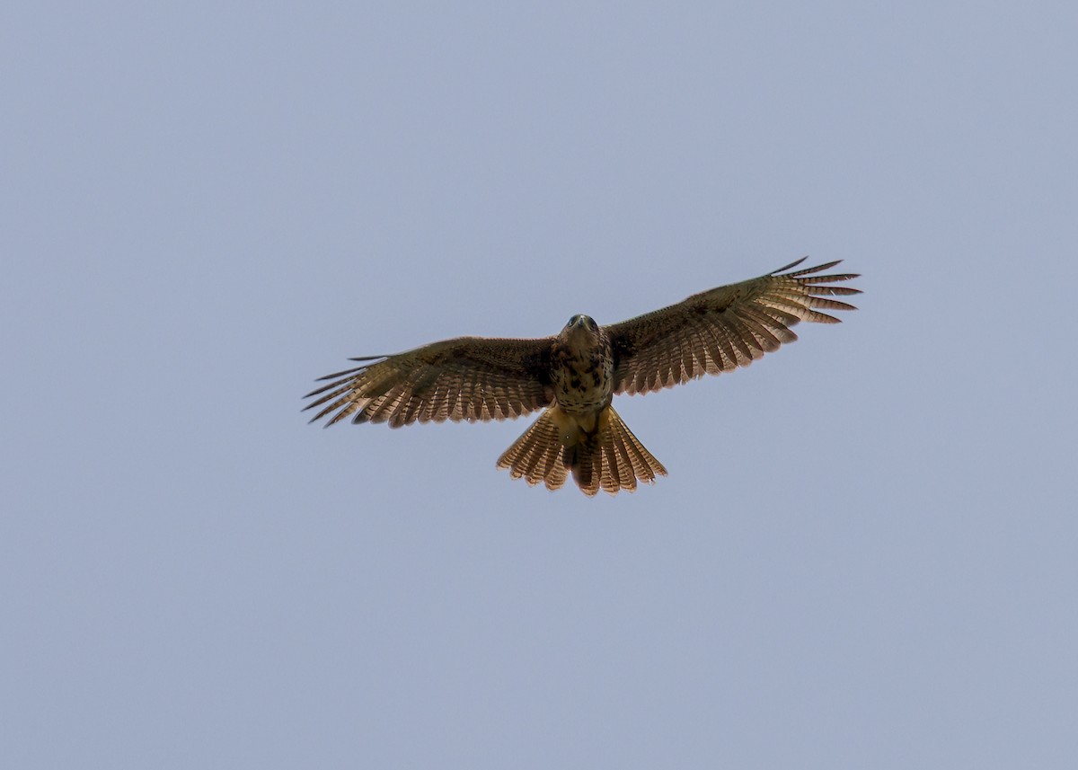 Harris's Hawk - ML646628990