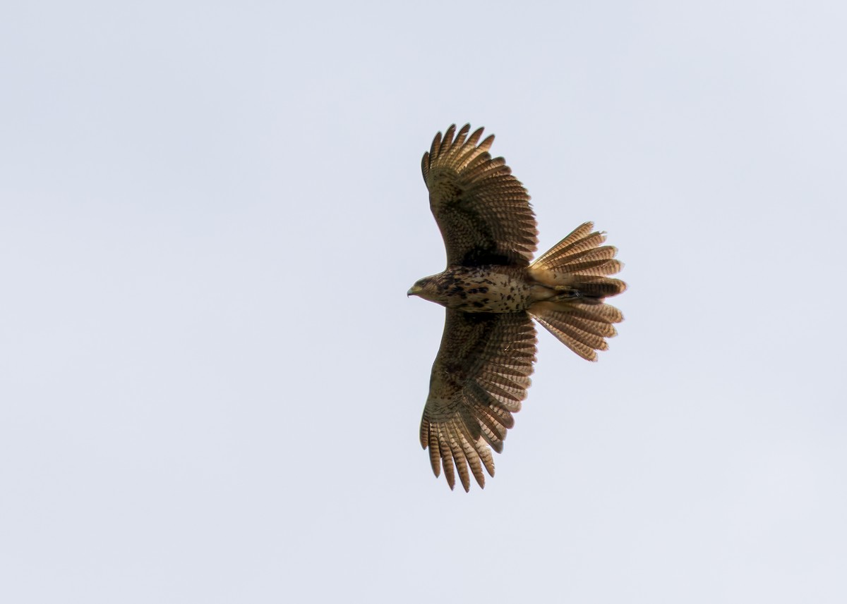 Harris's Hawk - ML646628991