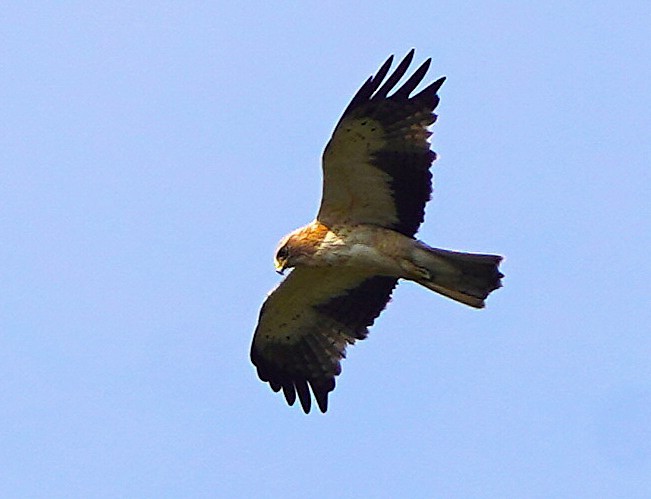 Booted Eagle - ML646628992