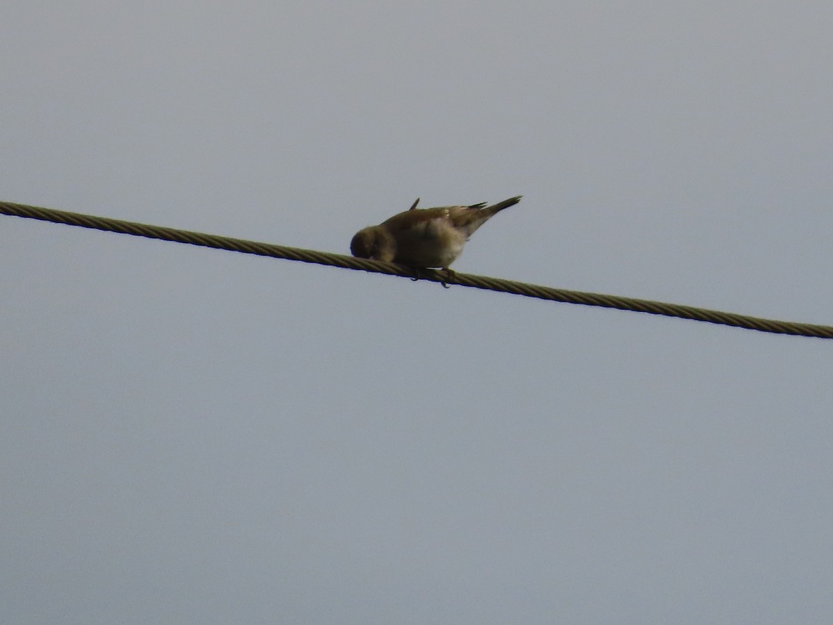 Lesser Whitethroat - ML646628994