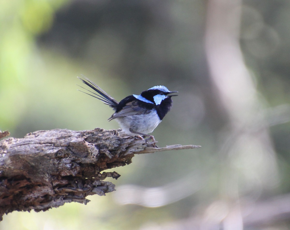 Superb Fairywren - ML646628995
