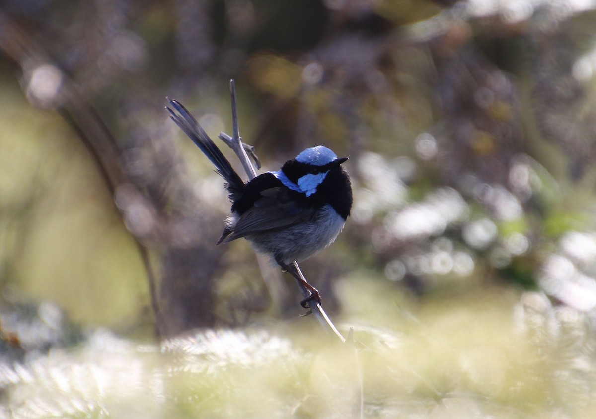 Superb Fairywren - ML646628996
