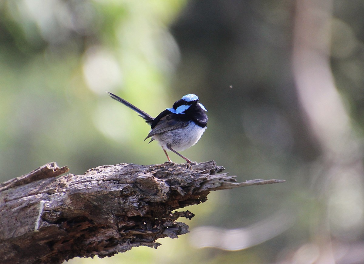 Superb Fairywren - ML646628997