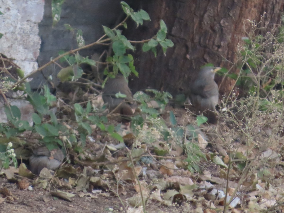 Jungle Babbler - ML646628998