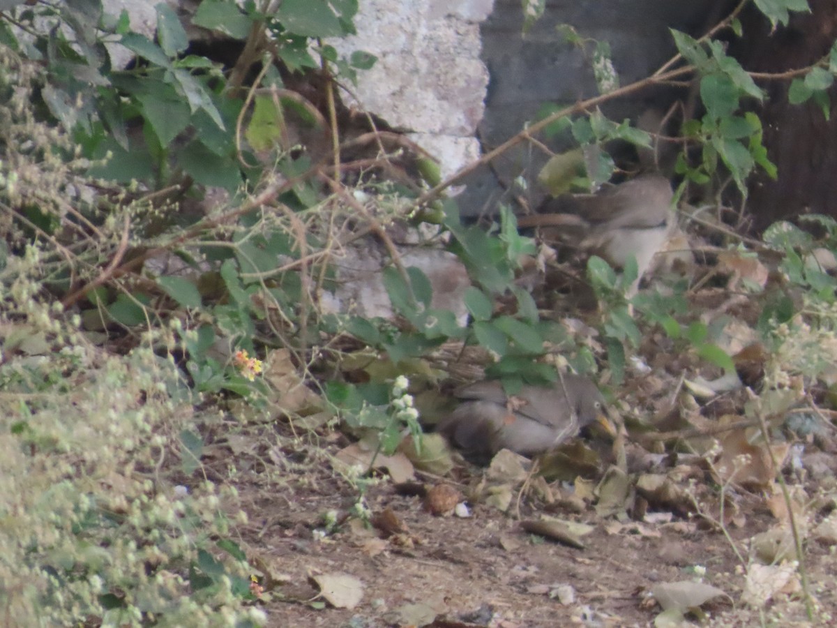 Jungle Babbler - ML646628999