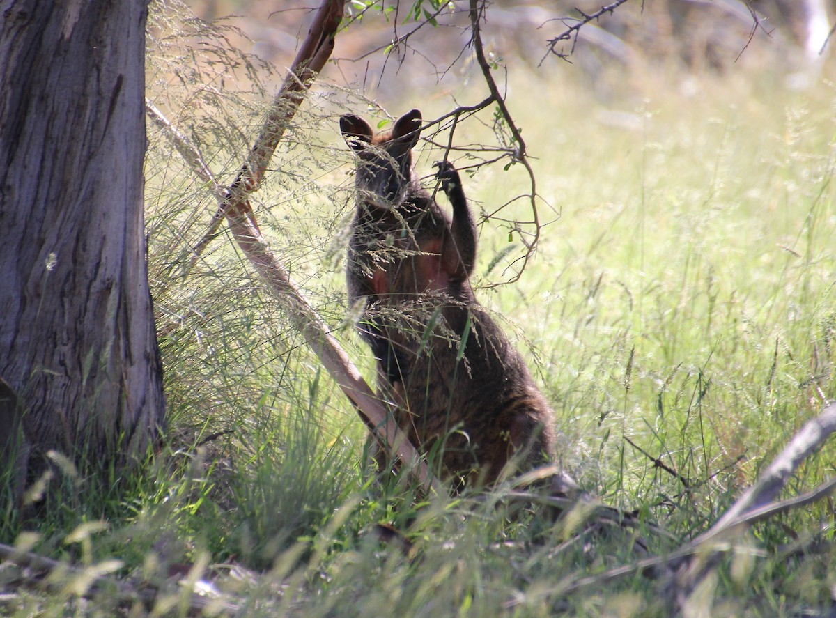 Swamp Wallaby - ML646629000