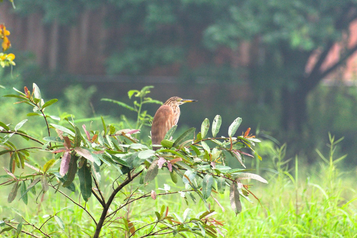Indian Pond-Heron - ML646629001