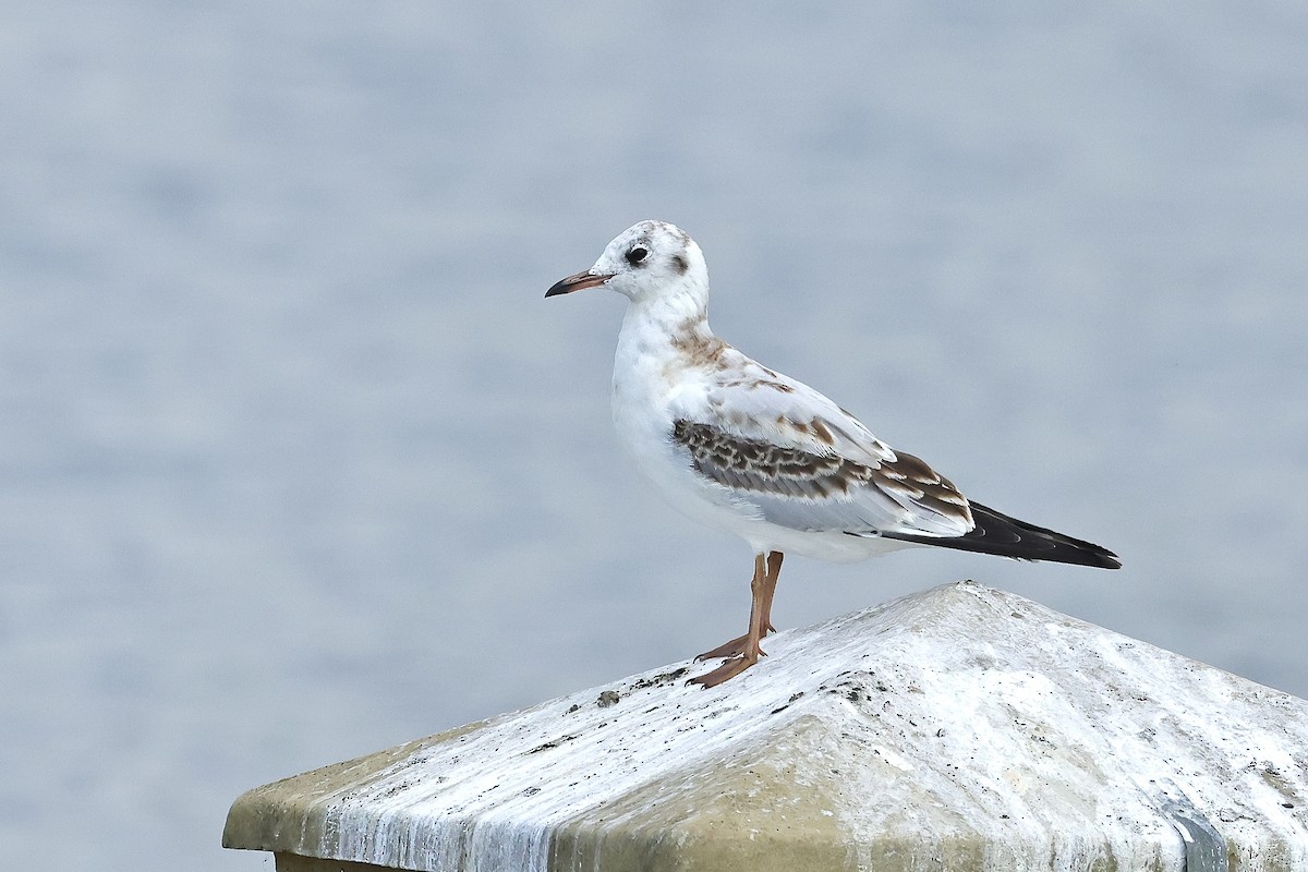 紅嘴鷗 - ML646629002